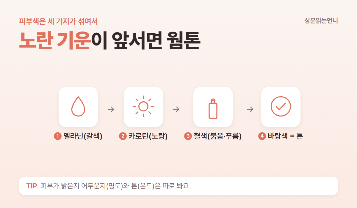 피부색을 만드는 멜라닌 카로틴 혈색 노란 기운이 앞서면 웜톤