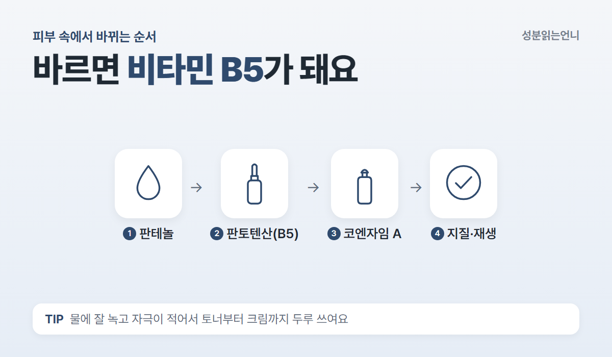 판테놀이 피부 속에서 판토텐산 비타민 B5와 코엔자임 A로 바뀌는 순서